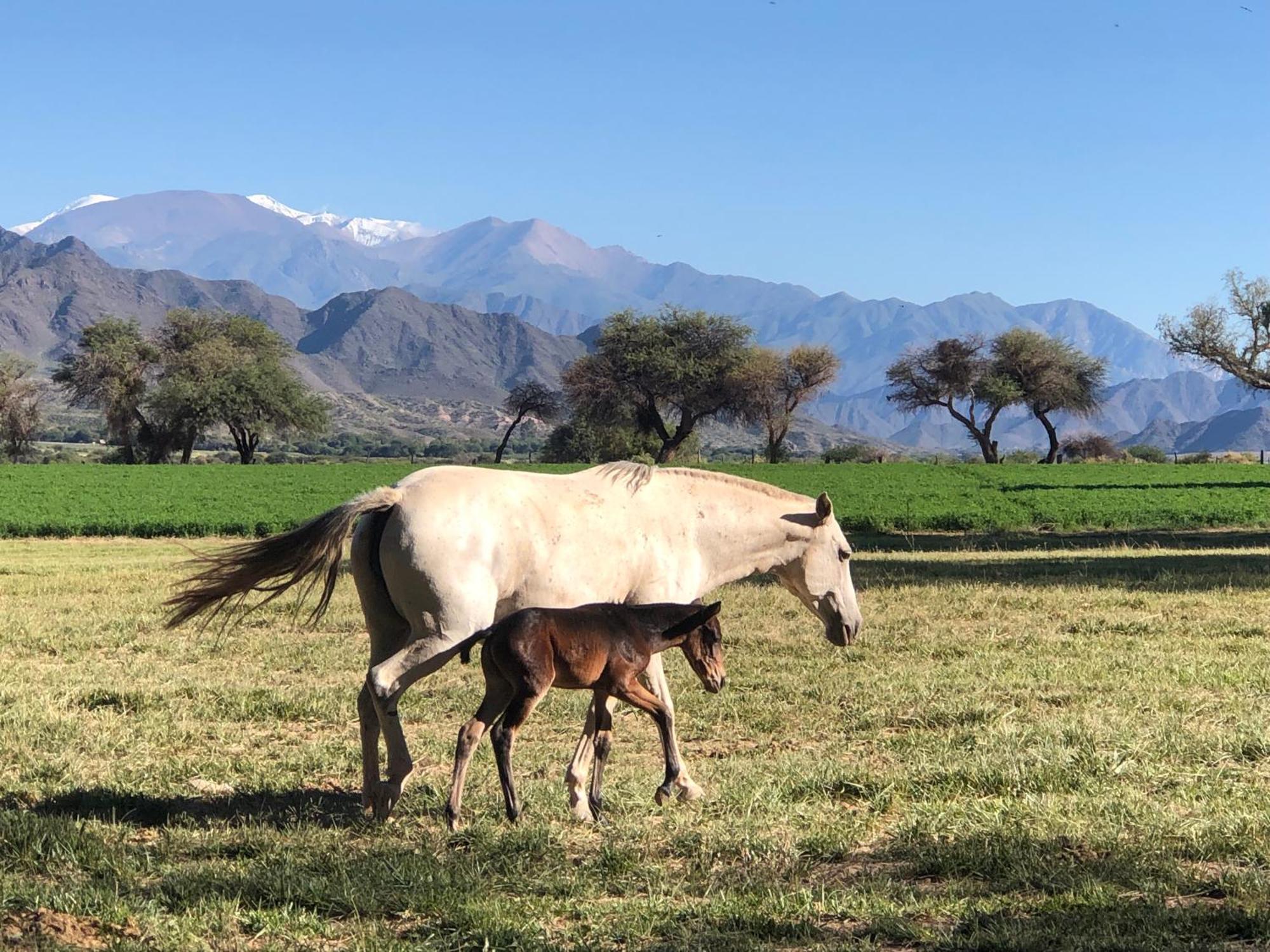 Estancia Banda Grande - Horse & Hiking Safaris Molinos Eksteriør billede