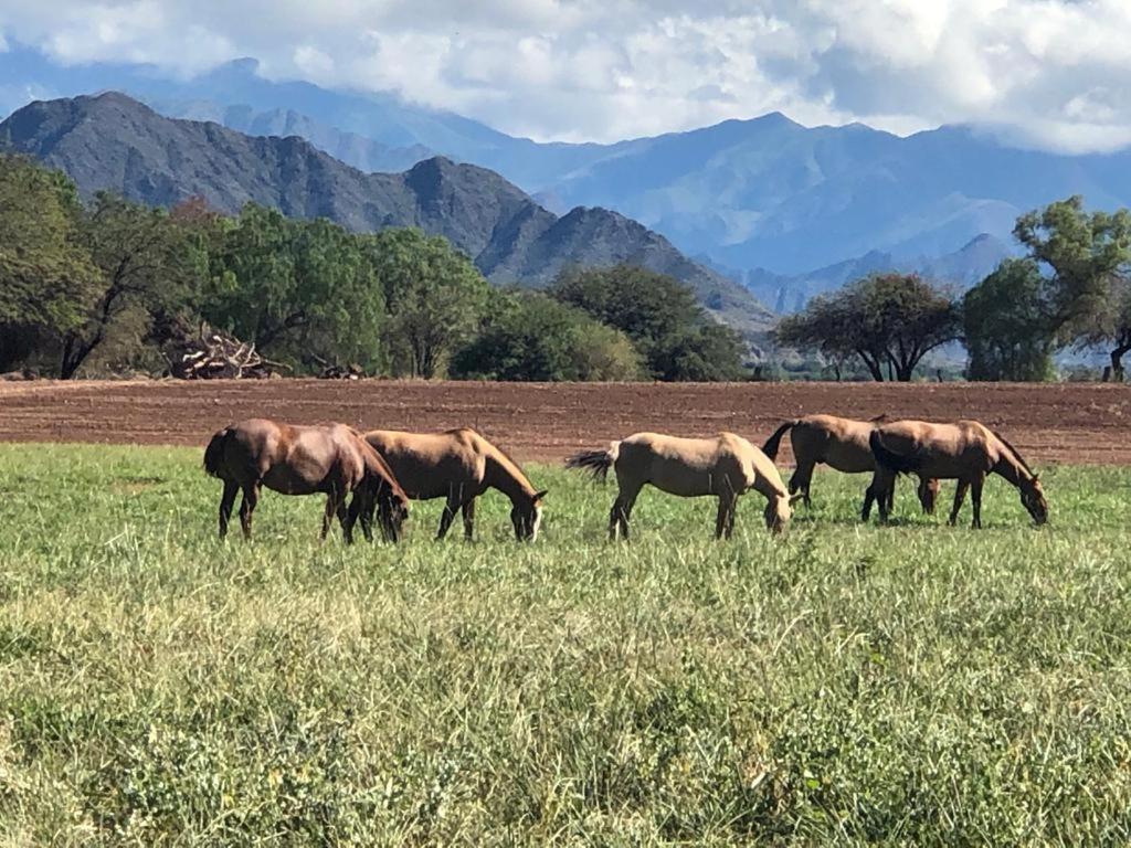 Estancia Banda Grande - Horse & Hiking Safaris Molinos Eksteriør billede